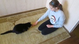 Дрессировка кота  Как научить кота командам сидеть и лежать