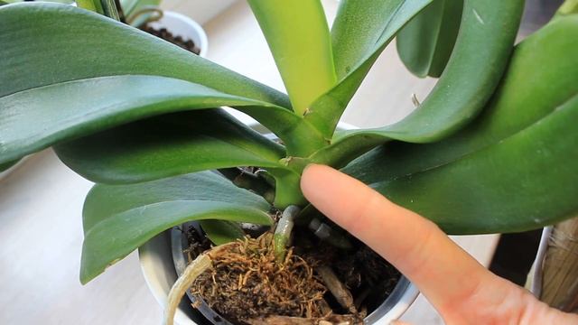 ОТ ЭТОГО УДОБРЕНИЯ ЗАЦВЕТАЮТ ВСЕ ОРХИДЕИ ! СУПЕР ПОДКОРМКА ДЛЯ ФАЛЕНОПСИСОВ ! ПРОДОЛЖЕНИЕ . смотреть онлайн