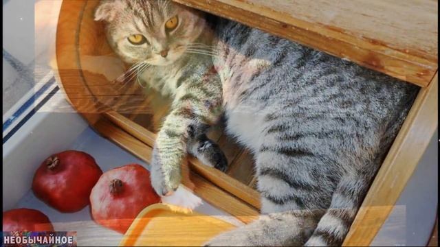 Узнаёт Ли Кошка Голос Своего Хозяина. СПАСИБО по Кошачьи ¤ НЕОБЫЧАЙНОЕ