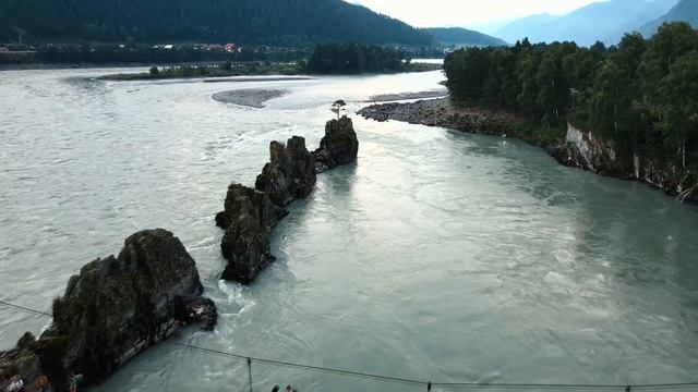 Цветение маральника - тур на Алтай ГАНЕМАН смотреть онлайн