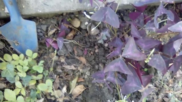 Кислица. С улице домой. Как она размножается.