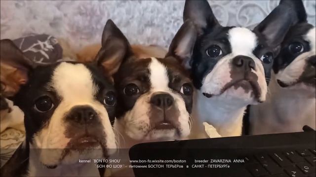 клевые Бостоны смотреть онлайн