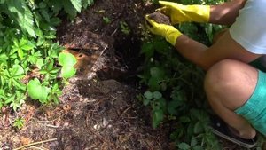 ЗАБРАЛ УТЯТ У ДИКОЙ УТКИ И ПОСАДИЛ К КРОЛИКАМ