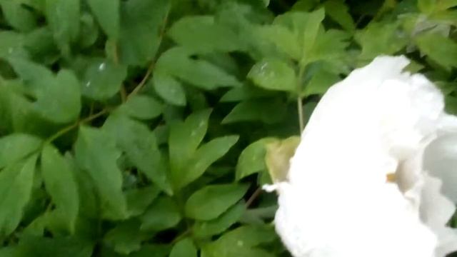 Пион, белые и розовые пионы: цветы. Peony Flowers