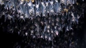 летучие мыши