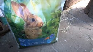 5 Ошибок при покупке кролика! От чего умирают купленные крольчата!