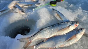 Сабля ПО-ЛОКОТЬ БЬЁТ КИВОК!! Зимняя рыбалка на чехонь 2022