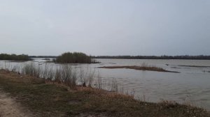 Пять тополей! Трогательная песня до слёз | Поёт Андрей Киреев.