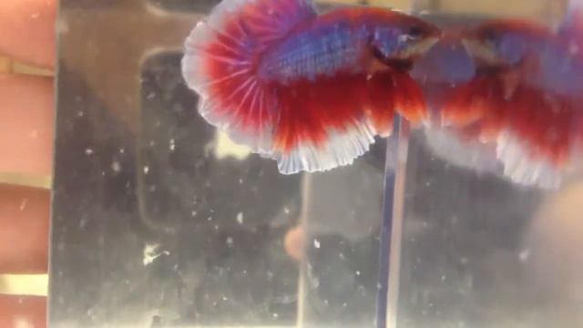 RB4 смотреть онлайн