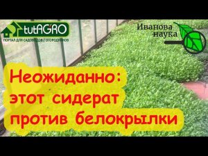 СИДЕРАТ ПРОТИВ БЕЛОКРЫЛКИ! Что посеять против белокрылки? Избавьтесь от нее грамотно и надолго.