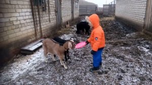 Ушастые козы? Нубийские козы.Енисей малыш растёт!