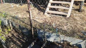 Забор из сетки рябица готовая шпалера для винограда