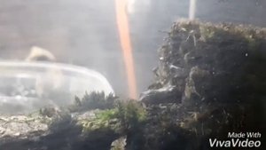 Жизнь лягушонка в террариуме палюдариуме #Экосистема болото с живыми комарами
