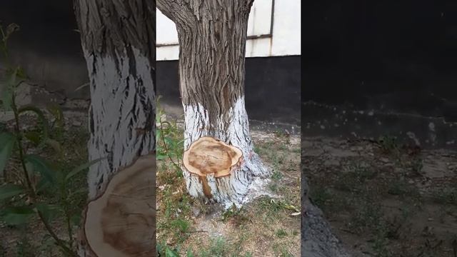 Вот как было спилено дерево - это ветла около школы №74, но оно живое Семнадцатого Июля 2022 года смотреть онлайн