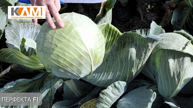 Обзор белокочанной капусты Перфекта F1 смотреть онлайн