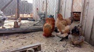 Фавероль, Брама палевая