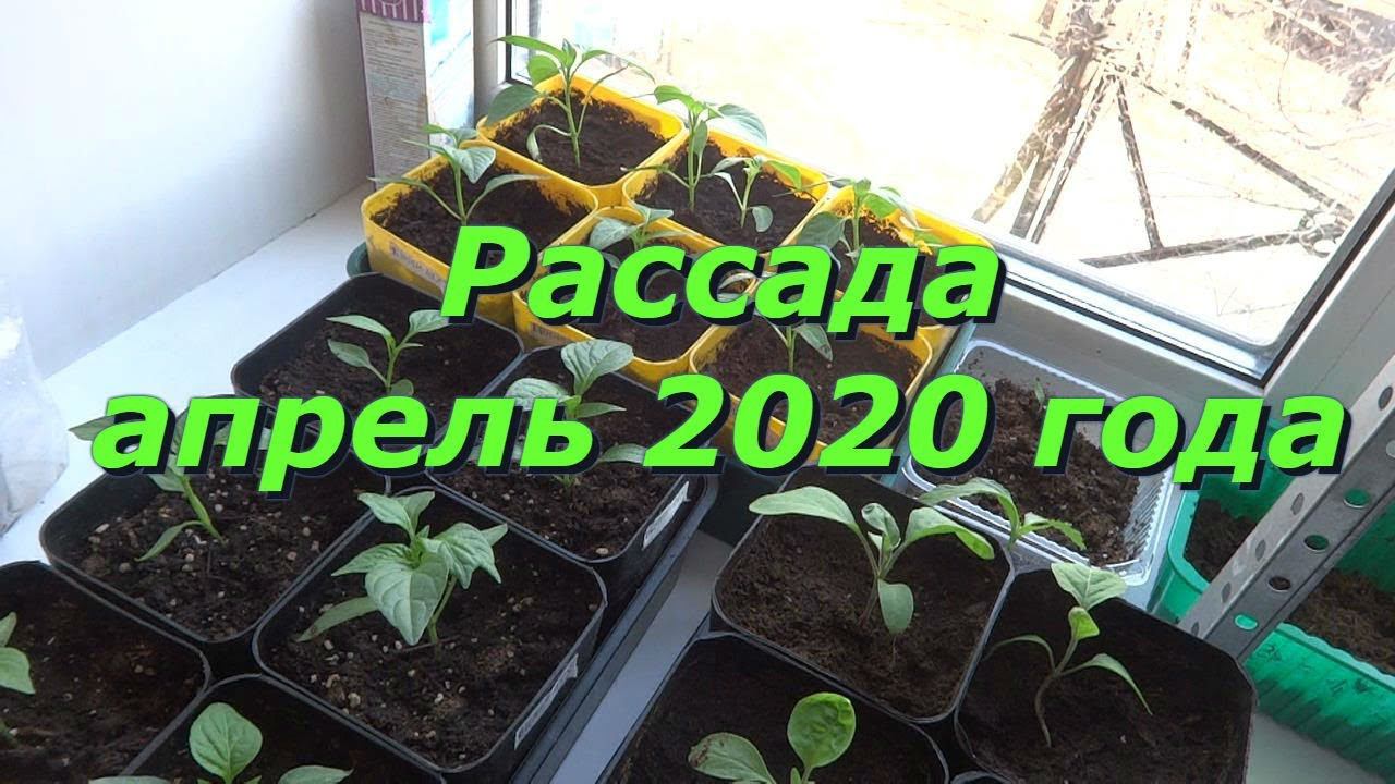 Рассада 2020 на 5 апреля