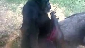 Обезьянки шпили вили...