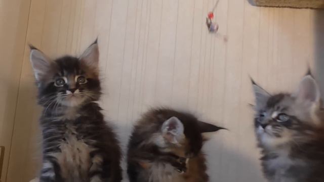 Котята Мейн Кун 1.5 месяца
