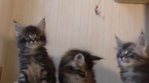 Котята Мейн Кун 1.5 месяца