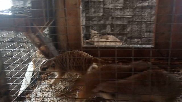 Сурикаты на страусиной ферме смотреть онлайн