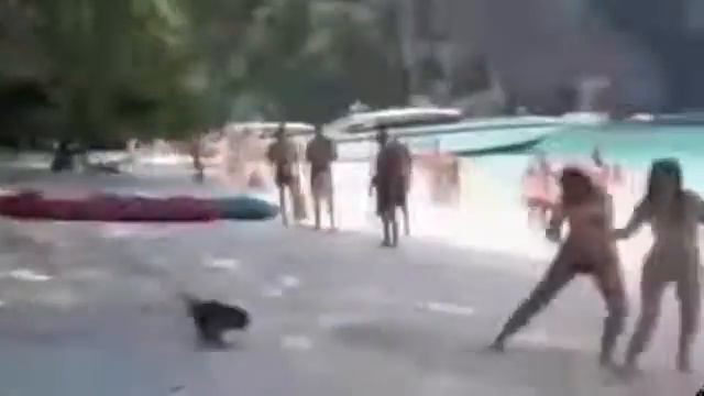 Подборка смешных видео про животных!!! смотреть онлайн