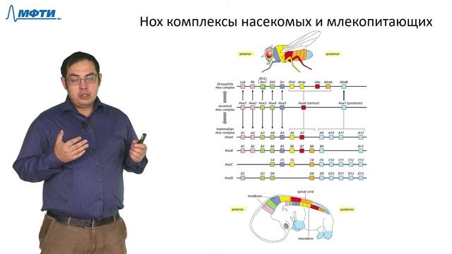 Лекция 8. Развитие многоклеточных организмов. Трофимов В.В. МФТИ (2021) смотреть онлайн