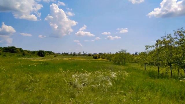Сеять семена вяза легко. 29.05.2021