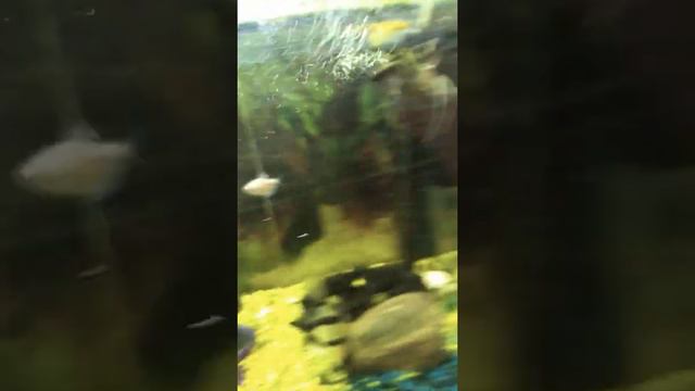 Мои питомцы часть 1 смотреть онлайн