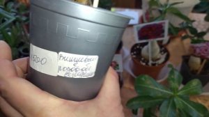 Каких комнатных цветов только нет на выставке.