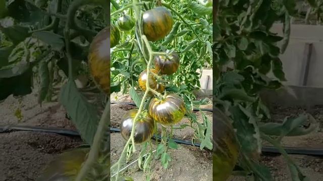 Томат Зелёная богиня Занаду смотреть онлайн