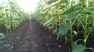 как посеять подсолнух по подсолнуху