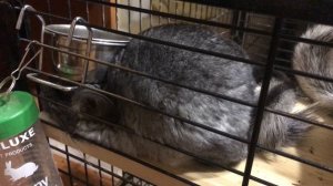 Маленькие шиншиллы