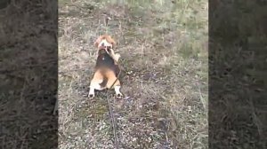 Охота бигля