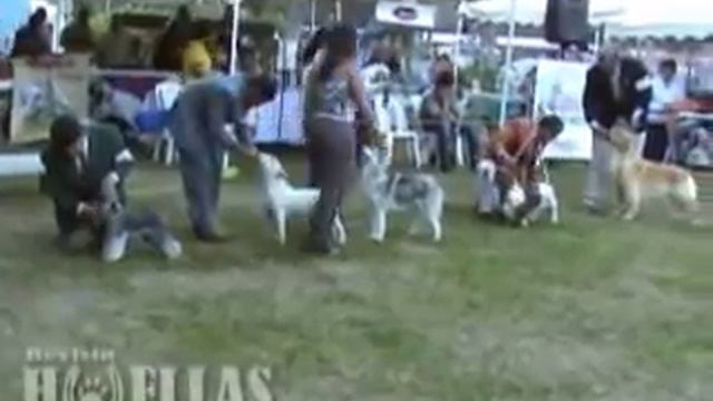 Best In Shows Exposicion Canina Nro 139 Buga 2009 смотреть онлайн