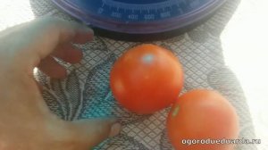 Показываю какие томаты у сорта "Самара"