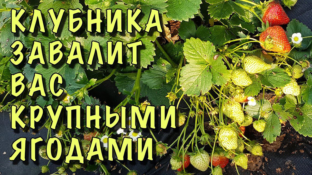 КЛУБНИКА ЗАВАЛИТ КРУПНЫМИ и СЛАДКИМИ ЯГОДАМИ! СРОЧНО подкормите ВО ВРЕМЯ ЦВЕТЕНИЯ!