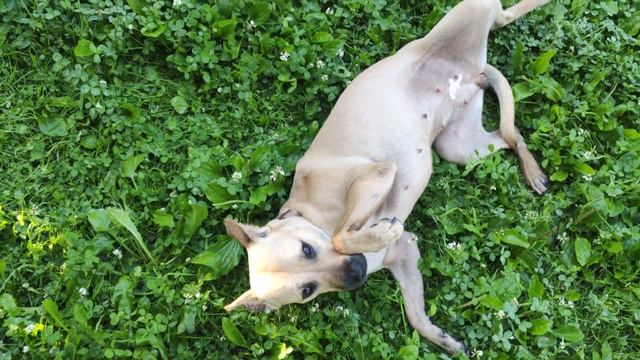 Питбуль тренинг 2 смотреть онлайн