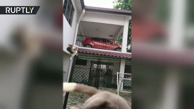 Полёт сахарной сумчатой летяги Лучшее наступление животных в мире Армия домашней хозяйки Десант