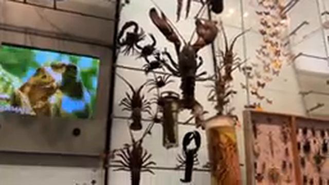 свидания в Нью Йорке/ музей естественной истории , 1 часть смотреть онлайн