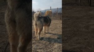 Кавказский волкодав растет на глазах.