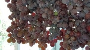 Собрался сушить изюм (подробно объясняю 8 минут)