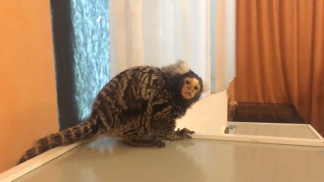 Мармозетка у телефона смотреть онлайн