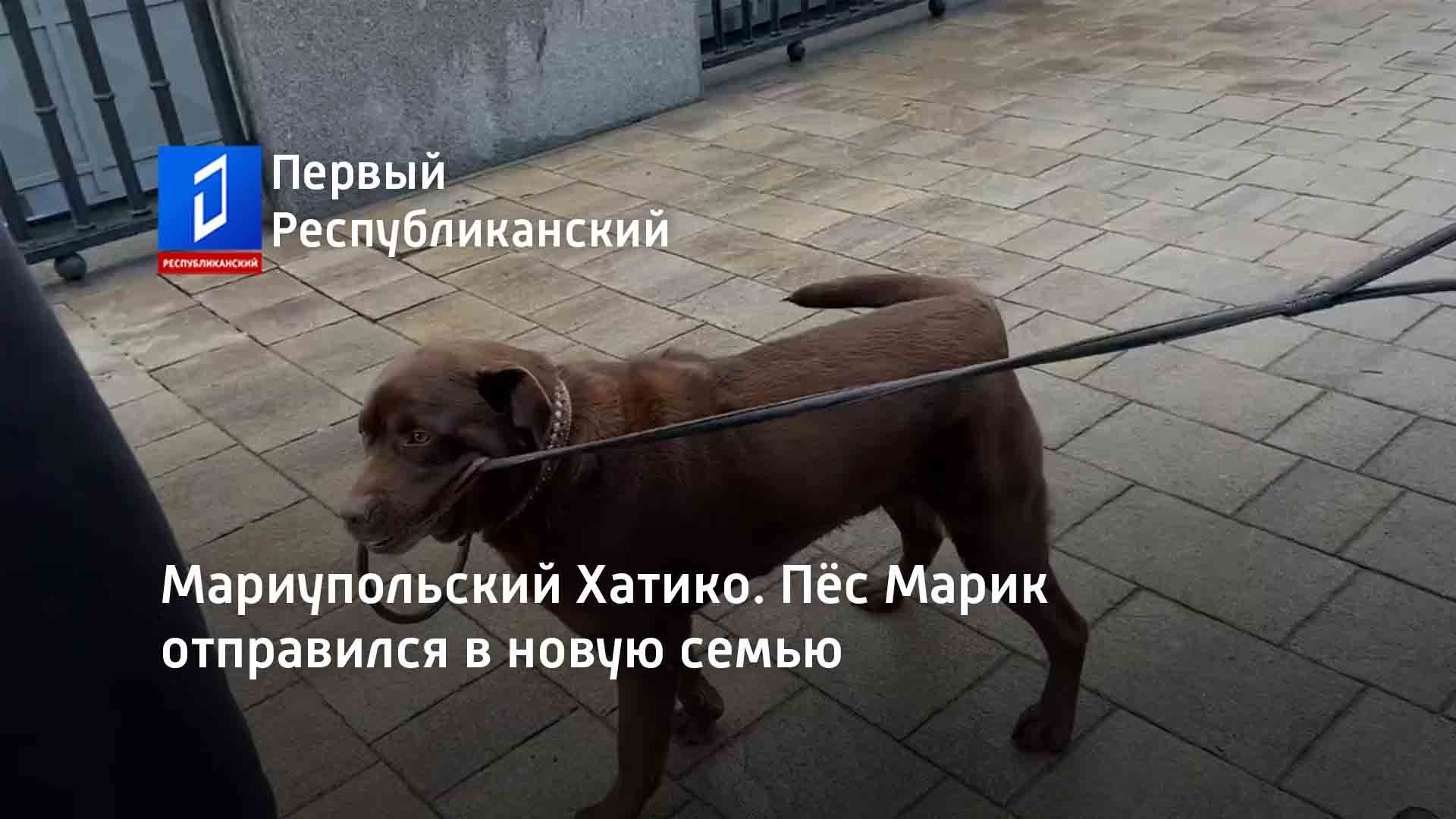 Лабрадор Марик из Мариуполя