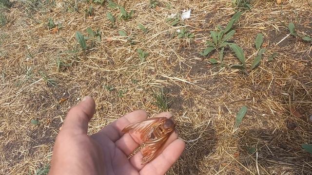 Начинаем готовить пасеку к зиме смотреть онлайн