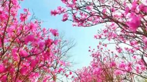 Spring is Coming - music sketch