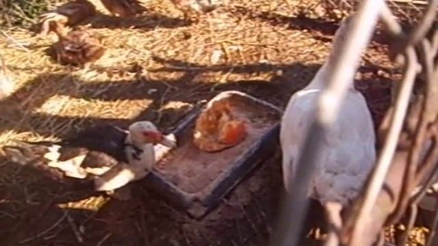 Утки мускусные и индийские бегуны \ Содержание, кормление смотреть онлайн