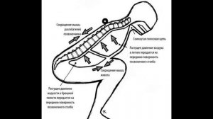 Анатомия и физиология - Лекция 70 - Моторика толстой кишки, печень