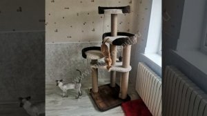 Как подготовиться к приезду котенка