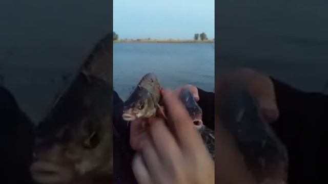 Внимание! Рыбы говорят)) смотреть онлайн